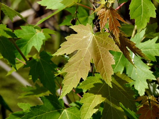 {Acer saccharinum}